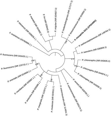 Pseudomonas rhizophila S211, a New Plant Growth-Promoting Rhizobacterium with Potential in Pesticide-Bioremediation